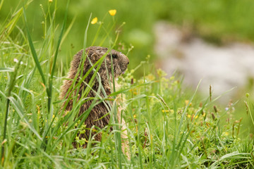 Wachsames Alpenmurmeltier
