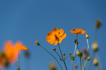 Cosmos sulphureus