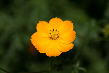 Cosmos sulphureus