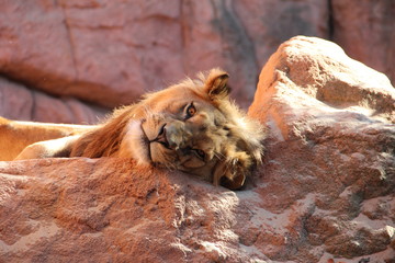 Naklejka premium Löwe