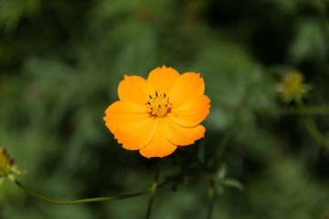 Cosmos sulphureus