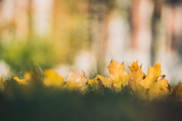Yellow autumn Maple leaves on green grass. Bokeh blurred artistic background