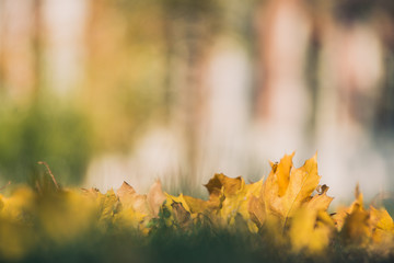 Yellow autumn Maple leaves on green grass. Bokeh blurred artistic background