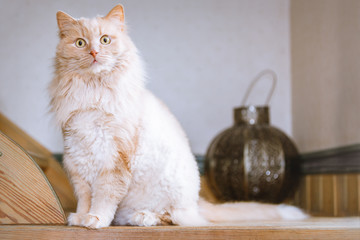 Domestic cat