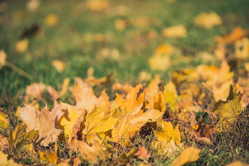 Yellow autumn Maple leaves on green grass. Bokeh blurred artistic background