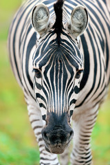 Fototapeta premium Zebra close-up portrait
