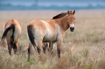 Przewalskii horse on field