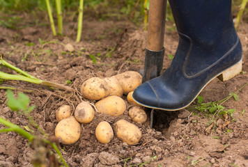 Harvesting Potatoes. Farmer Digging Potatoes Of Ground. Fresh Potato. Season Harvest Potato.