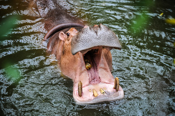 Hippopotamus opening the mouth.