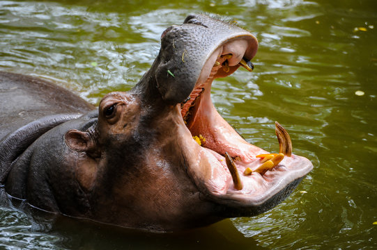 Hippopotamus opening the mouth.
