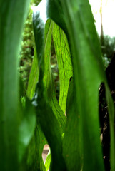Hiding in green plant and peeking through hanging leaves