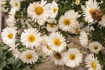 Aster novi-belgii 'White Ladies'