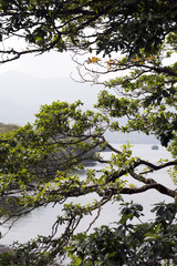 tree limbs and branches at the lakes