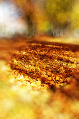 Beautiful autumn park. beautiful autumn ocre leaves. Blur effect at the edges.