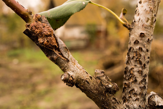 Photo of grafting pear branch tree