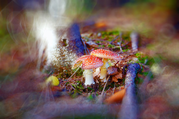 Two spotted toadstools in the autumn woods. Blur background.