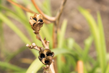 Hemerocallis x hybrida - seeds