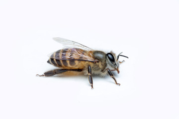 Honey Bee in White Background.