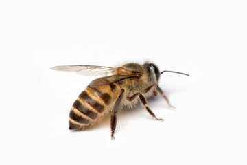 Honey Bee in White Background.
