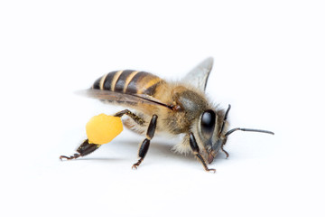 Honey Bee in White Background.