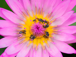 Obraz premium Close up lotus pollen and bee