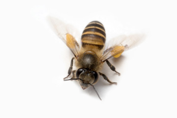 Honey Bee in White Background.