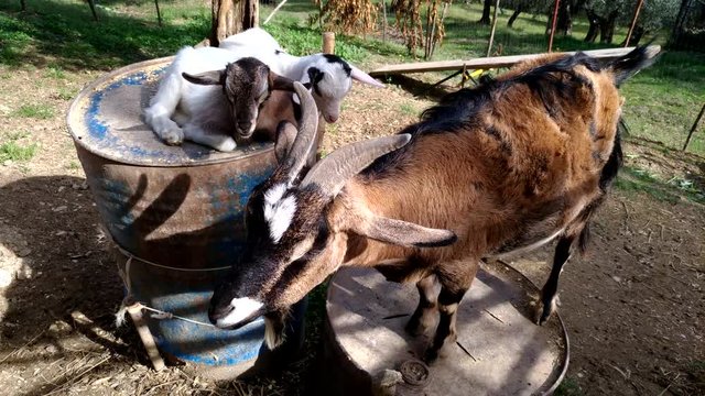 Capra con i suoi figli accanto