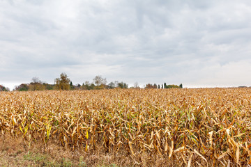 Obraz premium Field ripe yellow corn