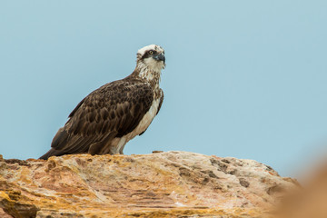 Osprey on rock