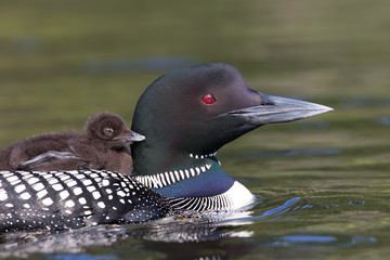 Common Loon (Gavia immer) close-up swimming with chick on her back on Wilson Lake, Que, Canada © Jim Cumming