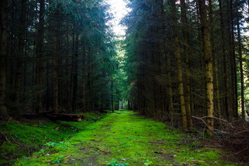 Fototapeta premium forest road