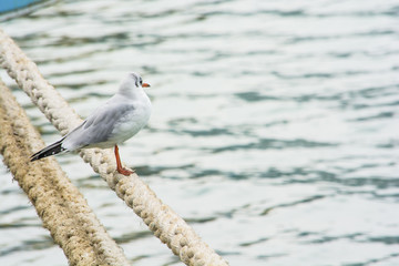 Seagull on the rope. Ship rope. Sea port. Jetty.