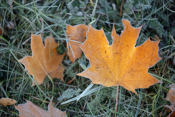 Brightly colored autumn leaves with dusting of frost.