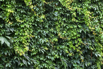 Green leaf background