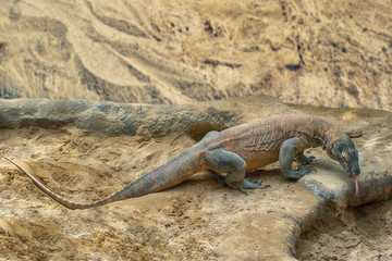 Komodo dragon, world largest lizard in authentic habitat looking for food