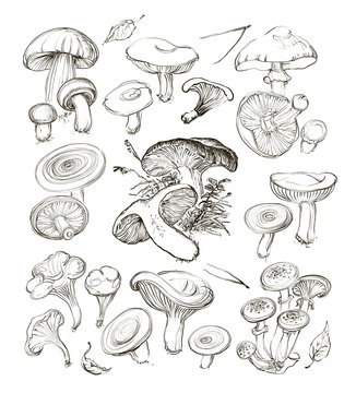 Vector hand drawing a set of mushrooms.