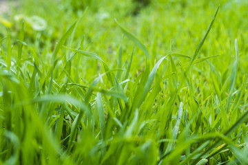 Blurred background Fresh green grass on the lawn