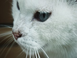 bigotes