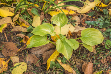 Hosta  on garden  in autumn