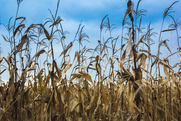 field of ripe yellow corn on a blue sky