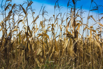 field of ripe yellow corn on a blue sky