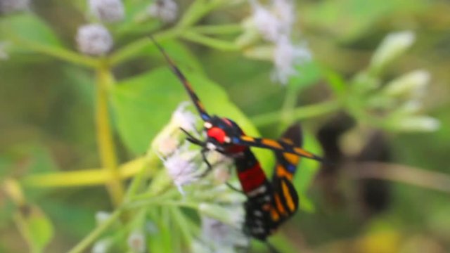 Butterfly Сlearwing (Zygaena) feed on flowers in February. India. Kerala.
