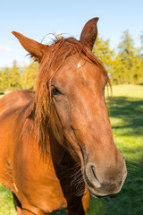 Obraz premium Cavallo al pascolo in montagna