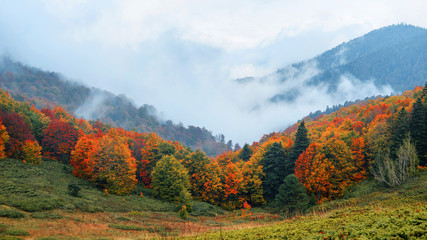 Fototapeta premium Pastel renkli ağaçlar