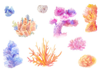 Сoral reef in watercolor. Set of hand-drawn seaweed