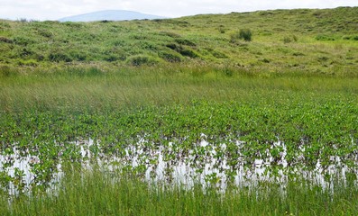 Sumpflandschaft auf Rathlin Island / Nordirland