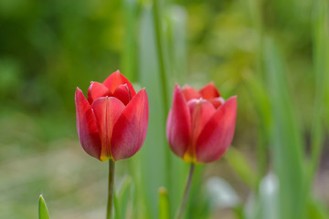 Light red tulips