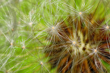 Dandelion abstract closeup