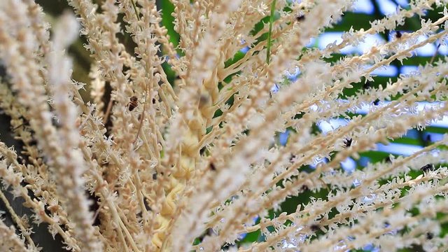 Cacho com flores de palmeira e abelhas silvestres.