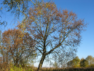 Resets the faded foliage trees and bushes on a background of the clear autumn sky